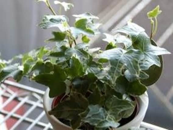 Six of the best plants for improving home air quality