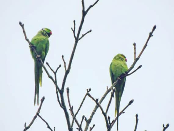 Pair of parakeets spotted in Sowerby Bridge. Picture from Matt Eames