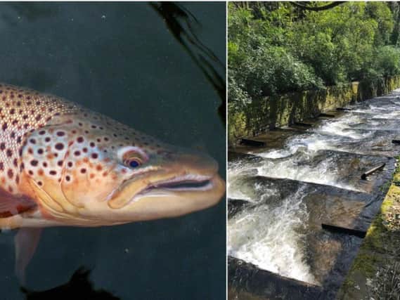 Brown trout will benefit from the fish pass