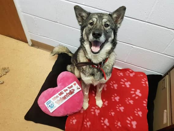 RSPCA launches Valentails appeal for animals in need of love in February