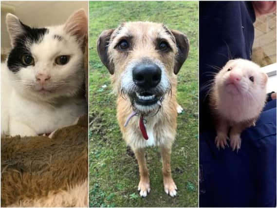 Five animals at Halifax RSPCA looking for a new home - can you help?