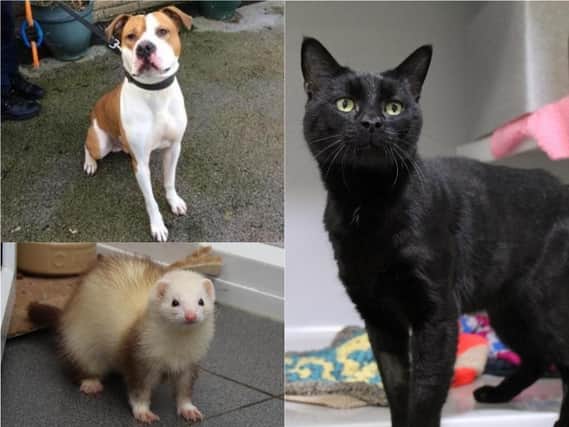 Five animals at Halifax RSPCA looking for a new home - can you help?