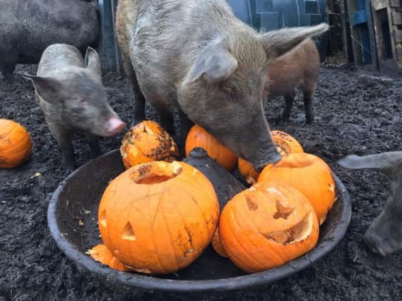 Pigs from Porcus pig farm in Todmorden