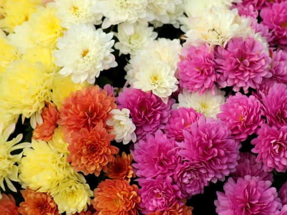 Big pollen producer, chrysanthemums help stretch the allergy season from spring, throughout summer and well into autumn too.
