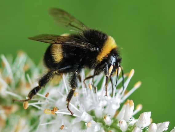 How you can help to save the bees