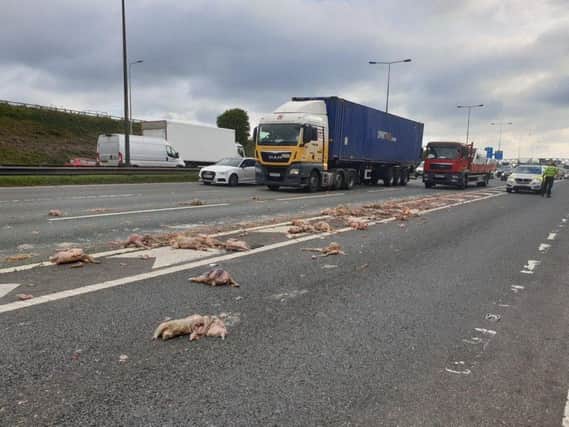 The dead chickens on the M62