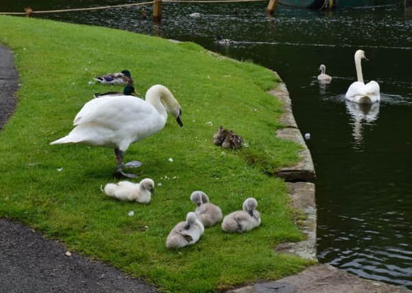 Swans in Shibden Park