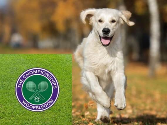 First ever tennis tournament for dogs 'Woofbledon' is taking place in Calderdale