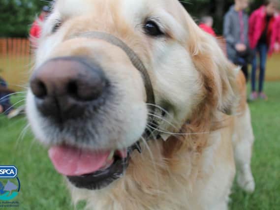 K9 Party in the Park returns to Halifax park this weekend to raise money for RSPCA