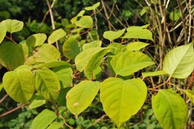Japanese knotweed