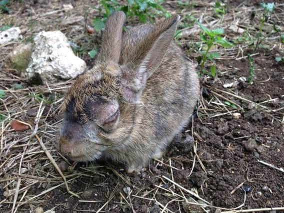 A rabbit with Myxomatosis.