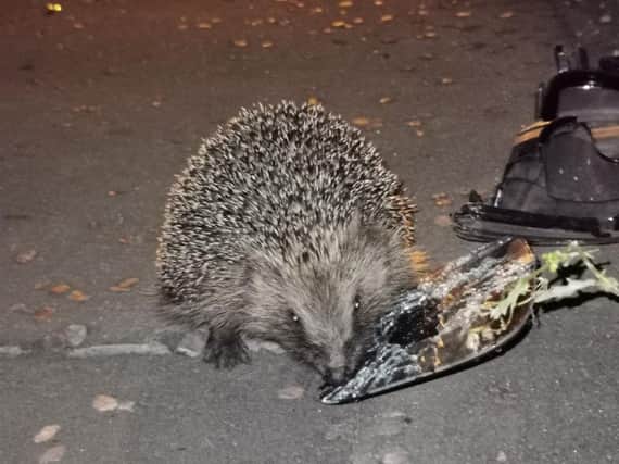 The hedgehog with some of the debris after the car crash (Picture WYP_RPU)