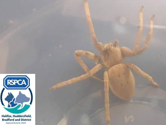 Giant spider that has travelled from India to Halifax (Picture by RSPCA)