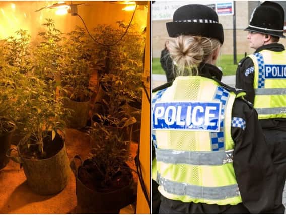 The cannabis plans discovered in Halifax (Picture by West Yorkshire Police)