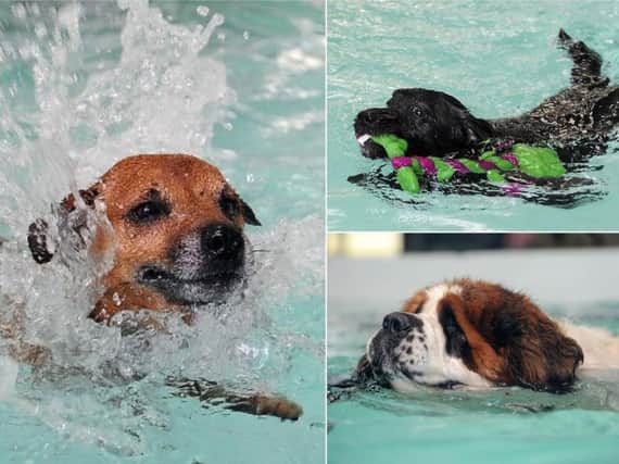 Canines will soon be learning the doggy paddle at the former Brighouse swimming baths