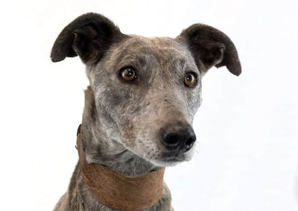 Needing an owner: Sky is up for rehoming at the RSPCA.