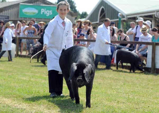 Great Yorkshire Show, 
Pictured Jolie Matthews aged 9 from Scarborough showing her Black gilt pig at the show