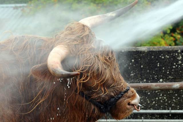 Mandy Cameron of Queensbury washes her Highland bull, Flanchadh the First of Moorside, know to his friends as Frank.