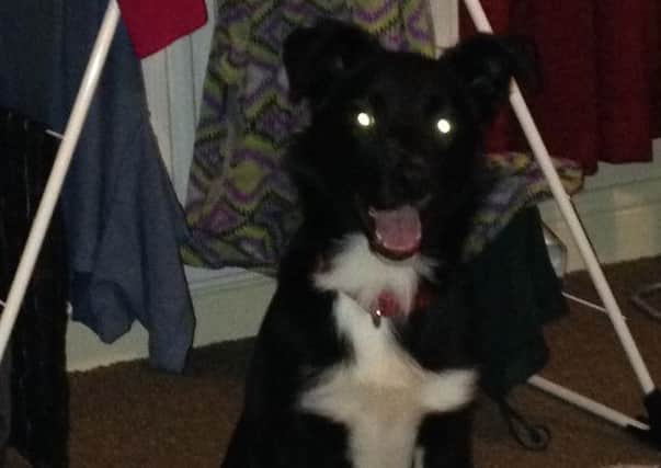 Bella, six-month-old a border collie, went missing on the Brighouse Canal