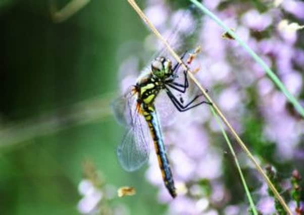 A black darter dragonfly, wildlife at the site of fracking in Salford