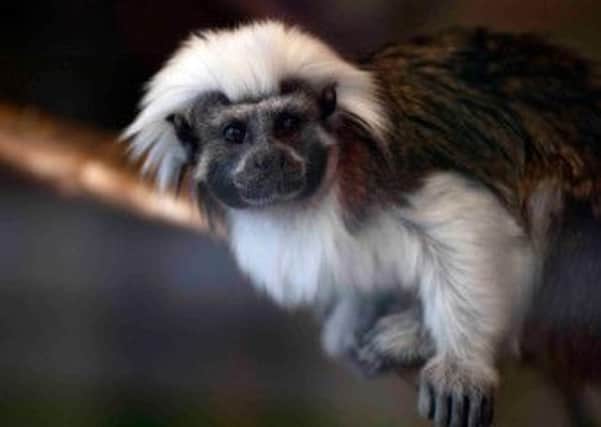 Picture shows a Cotton Top Tamarin that was stolen from Blackpool Zoo