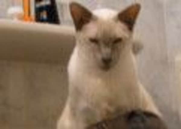 Missing, Lizzy, a female lilac point Siamese cat