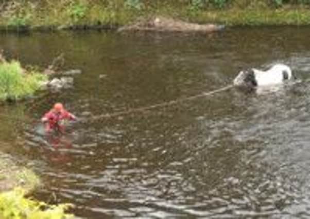 Gypsy the horse was rescued from the River Calder in Luddenden Foot by firefighters from Brighouse