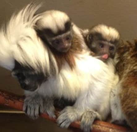 A monkey stolen from Blackpool Zoo has now given birth to healthy twins.