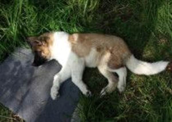 The ill Akita puppy dumped on the roadside in Ripponden had to be put to sleep