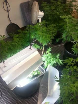 Cannabis plants found in a police raid on a Halifax house