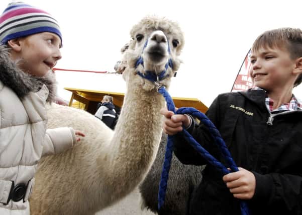NADV. Cousins Evie White and Jay Hunter meet Trigger the alpaca at Countryside Live. 101023GS2p.
