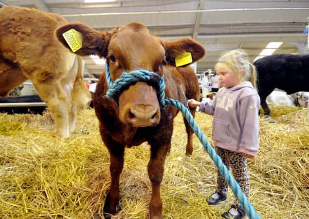 Date:18th October 2104, Picture James Hardisty, (JH1005/71u). Countryside Live event held at the Great Yorkshire Ground, Harrogate. Pictured Olivia McInnes, aged 5, from East Yorkshire, combing down a Limousin Cross Belgian Blue calf.
