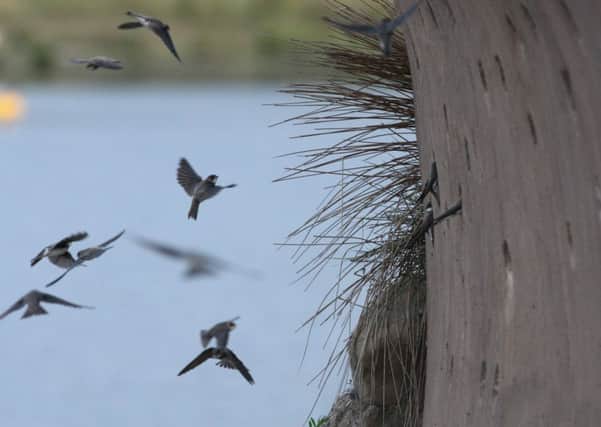 Birds which visit Great Britain during the summer months have flocked to a Lancashire nature reserve. The young Sand Martins are nesting in a purpose-built wall, at Brockholes, Preston New Road, Samlesbury. The wall contains 68 nesting holes drilled in at random to imitate natural nesting habits.