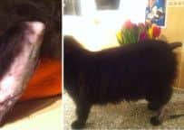 Milo, a 10-month-old long haired black cat, lost its tail after getting caught in a trap