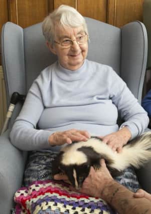 Home Safari visits Langlea House Care Home, Hipperholme. Elva Malcolm with Pepe the skunk.