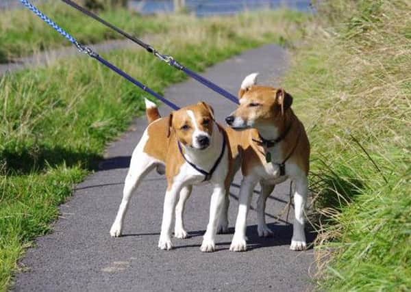 Male plummer terriers Jed and Skip went missing from Barkisland on Thursday, April 2.