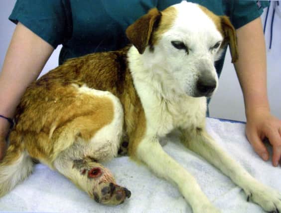 Cruelty complaints investigated by the RSPCA have risen for the second year running
