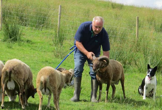 Rob Furness with his Castlemilk Moorit sheep