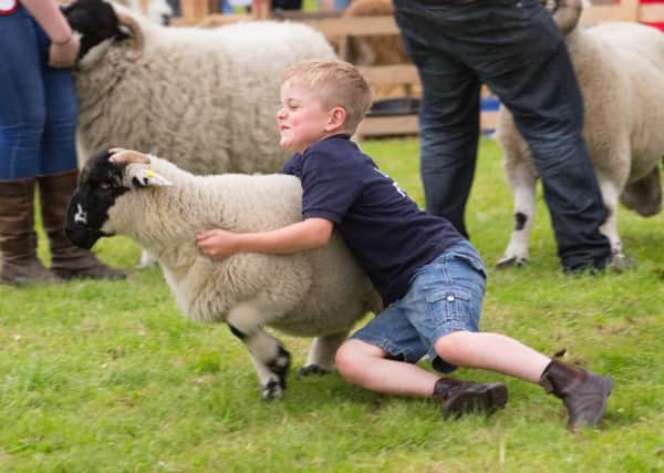 A young farmer gets to grips with a sheep section entrant last year
