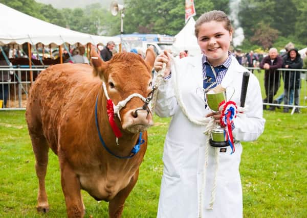 todmorden agricultural show,Beth Pickup (13 yrs),Champion Limousins, owned by E.Howard and Son