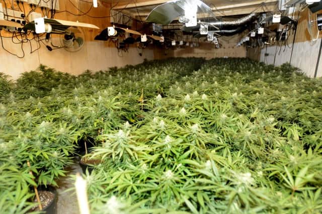 Newspaper: Wakefield Express.
Story: Horbury Bridge cannabis farm shut down by police.
Picture shows one of the several growing rooms that were custom built inside warehouse off Engine Lane, Horbury Bridge.
Photo Date: 18/06/15
Picture Ref: AB084b0615