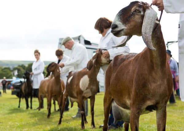Goats on show, at Halifax Agricultural Show, 2014