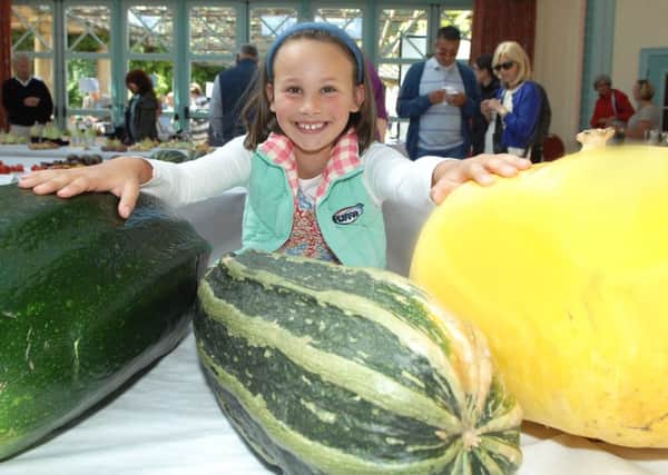 Emily Marks admires the giant marrows and pumpkin at the Harrogate Allotment show 2014