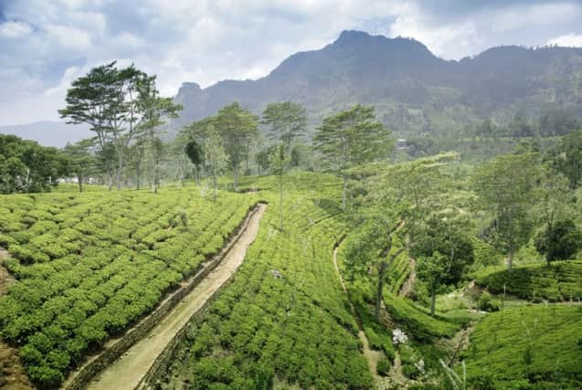 Tea plantations (stock image)