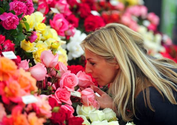 Smelling the roses on display at the Harrogate Autumn Flower Show 2014