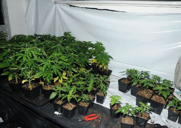 Cannabis seized during Knaresborough drug raid (s)