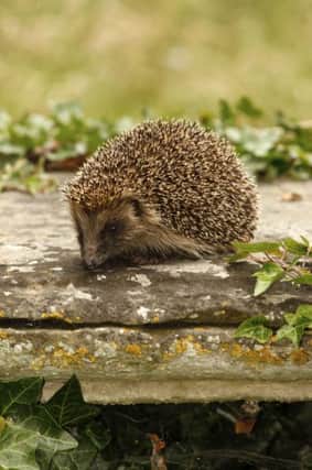A Generic Photo of a Hedgehog. See PA Feature GARDENING Hedgehog. Picture credit should read: PA Photo/thinkstockphotos. WARNING: This picture must only be used to accompany PA Feature GARDENING Hedgehog.
