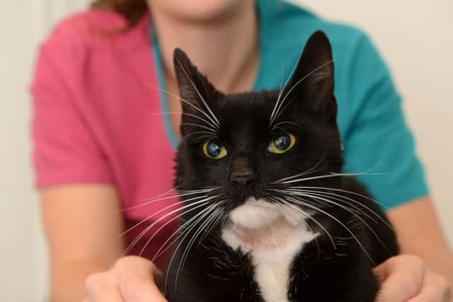 Felix the cat needed emergency surgery to remove a tin of food which got stuck on his head.
