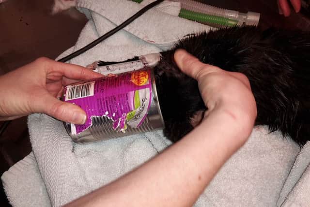 Felix the cat needed emergency surgery to remove a tin of food which got stuck on his head.