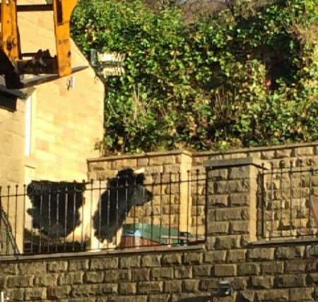 Cow trapped on a sun terrace at Salterlee, Shibden.
